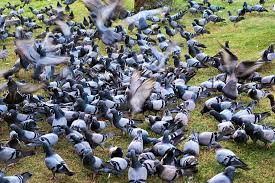 Animals and birds